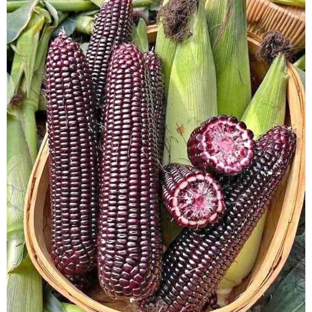 JAGUNG UNGU SEGAR