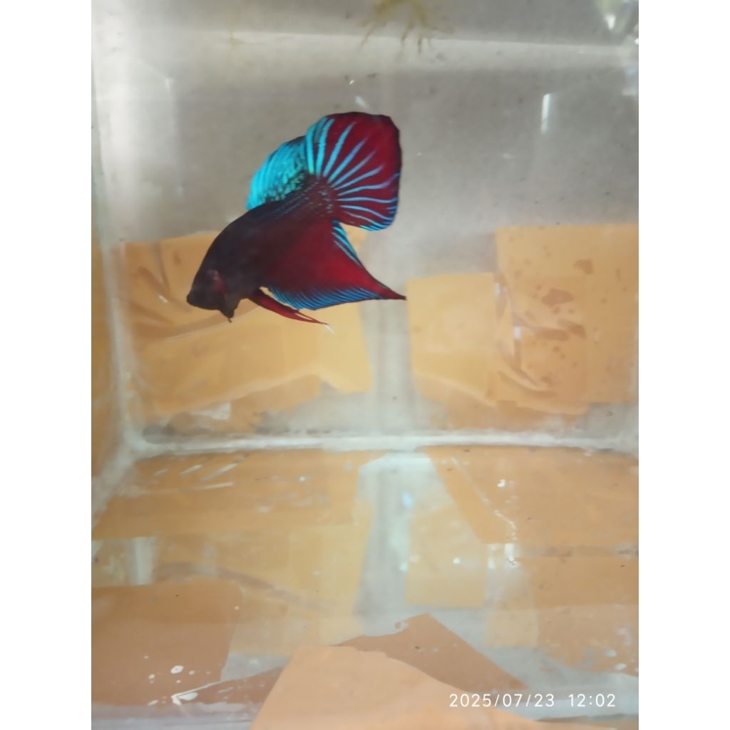 wild Betta Phu ruea
