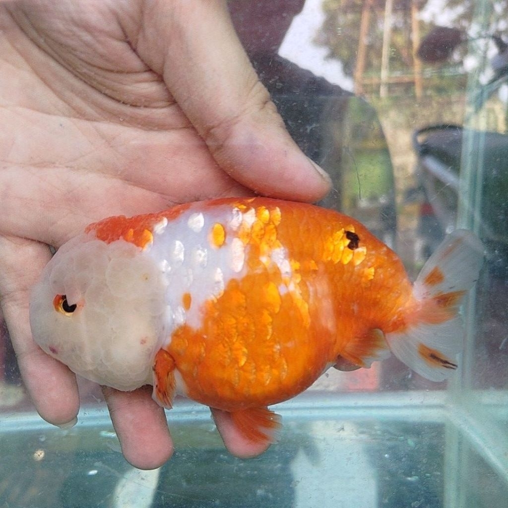 Pelet ikan koki ranchu Koki Ranchu sakura jumbo size 13cm