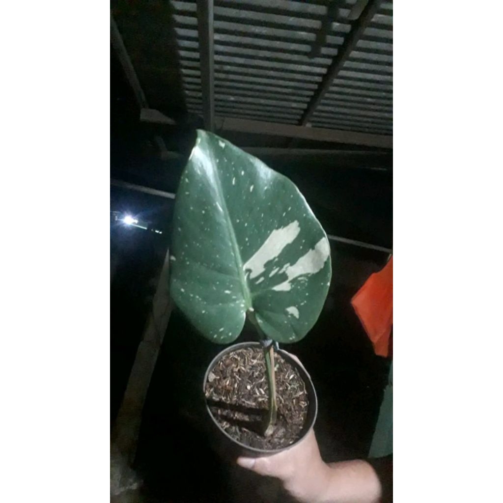 Tanaman Hias monthai ekonomis