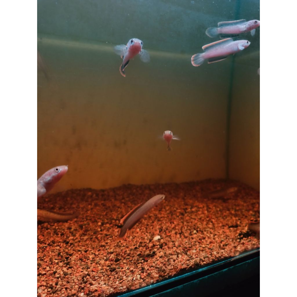 limbata ombyok 6-7cm