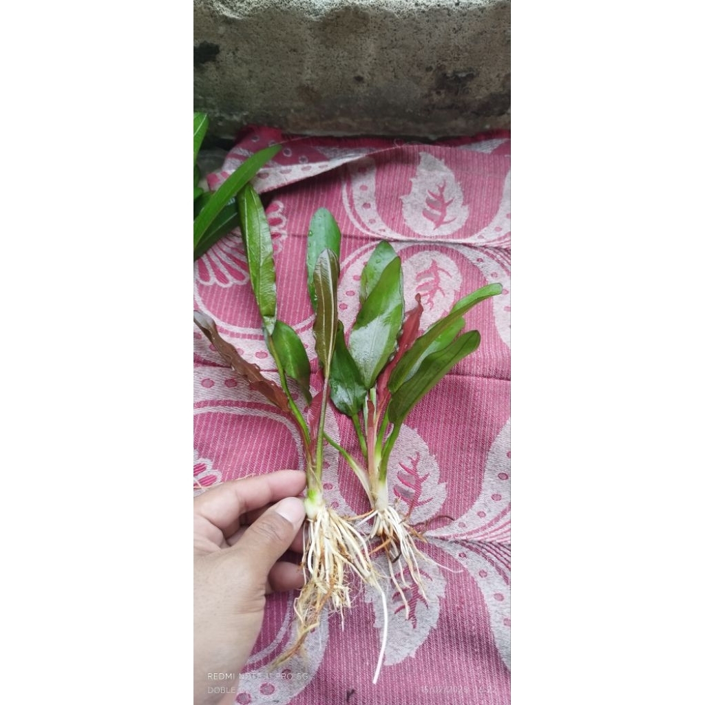 Echinodorus RED special aquarium
