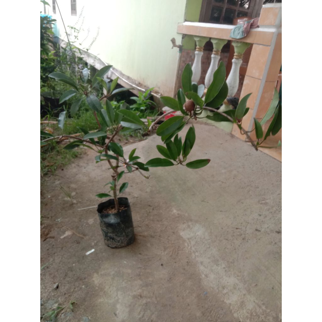 bibit buah sawo sudah berbuah