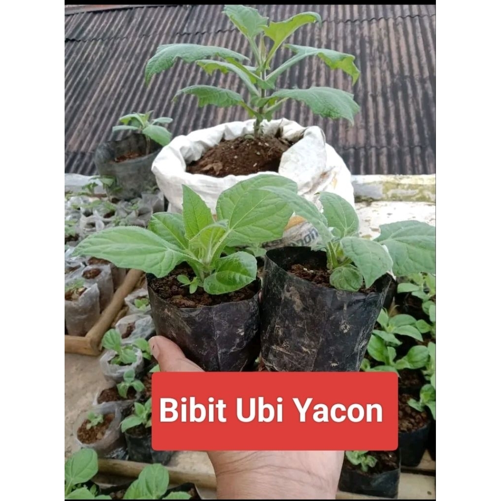 Bibit Ubi Yakon