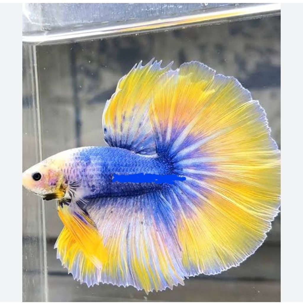 CUPANG HALFMOON YELLOW BLUE