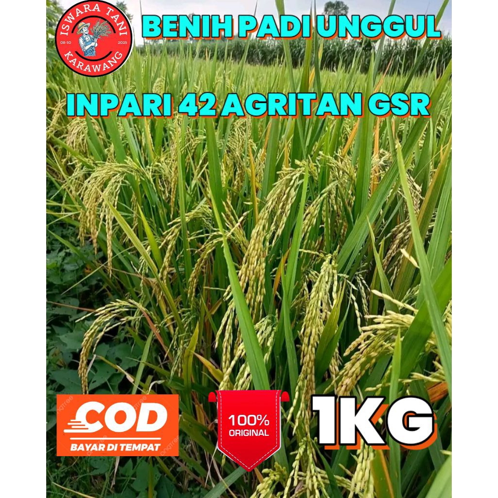 BENIH PADI UNGGUL BERKUALITAS INPARI 42 AGRITAN GSR KEMASAN 1KG
