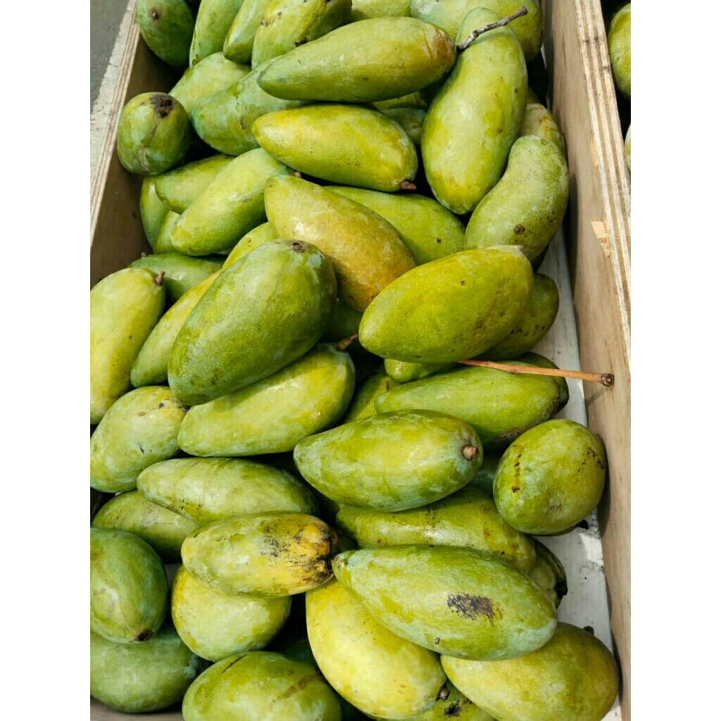 Alpukat mentega fresh segar matang tua / Mangga kiojay mangga Thailand 1kg