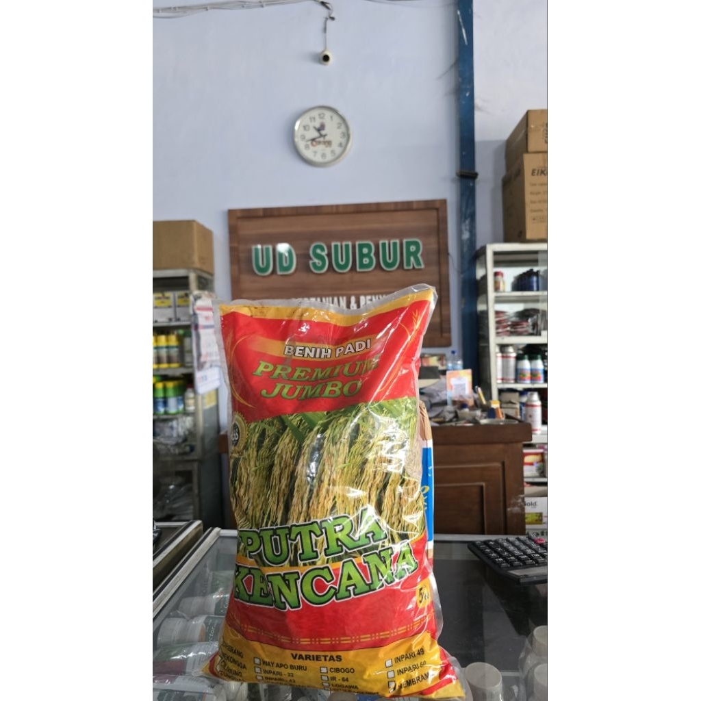 BENIH PADI MEMBRAMO PUTRA KENCANA (Berat bersih 5kg)