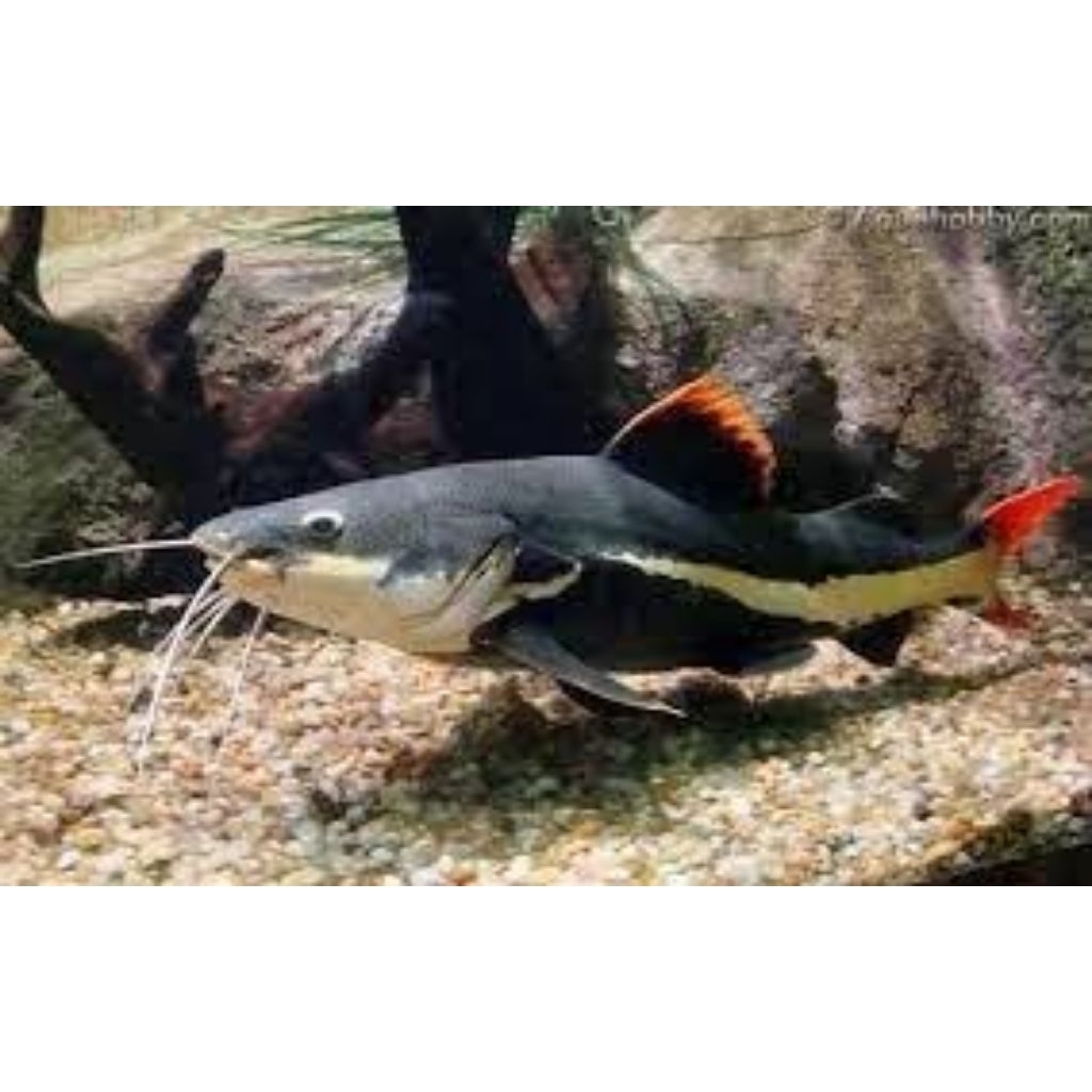 Ikan RTC / Red Tail Catfish 10-12cm / Hiasan Aquarium / Lele Aquarium