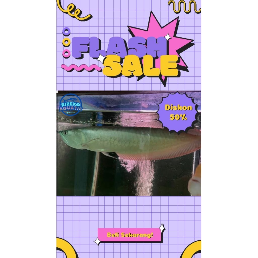 Arowana/Arwana Silver Red Jumbo 38-40CM #PromoSpecial