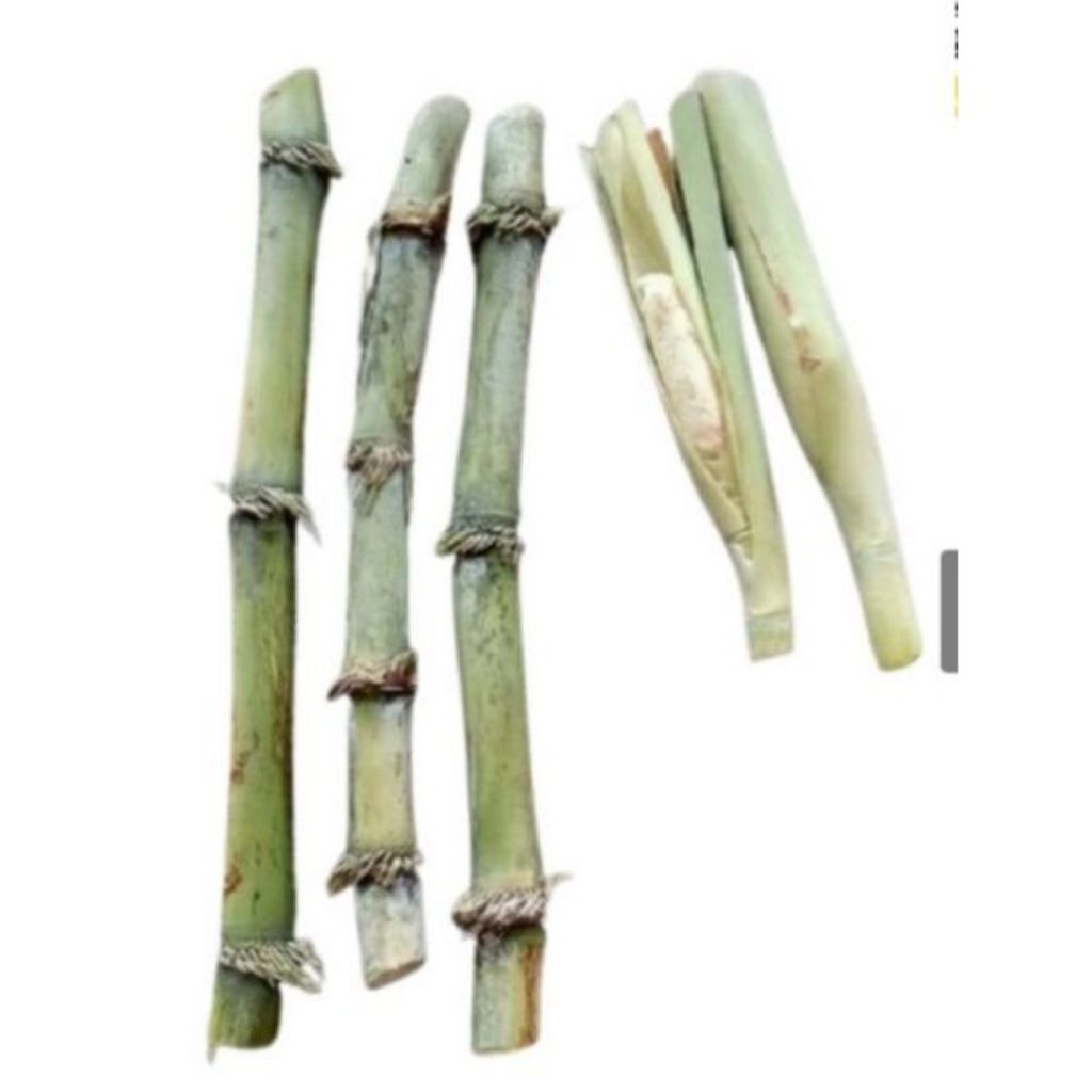 Bibit tebu telur/terubuk