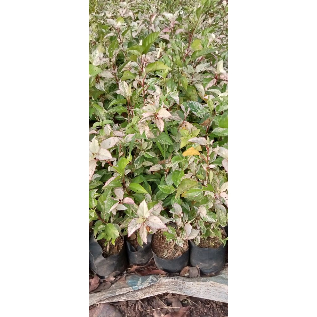 tanaman hias kembang sepatu variegata