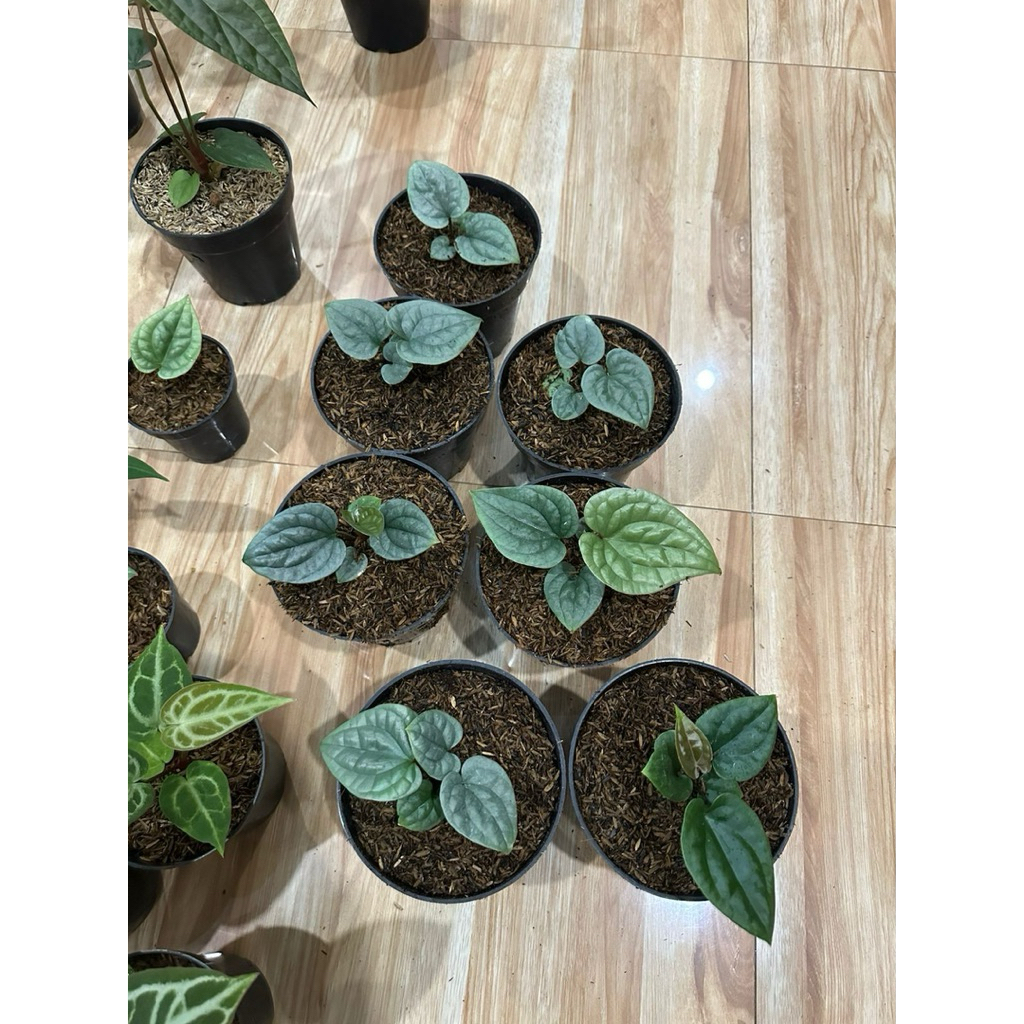 Anthurium Luxurian Ecuador Tanaman Hias Luxurian ori ecuador size medium