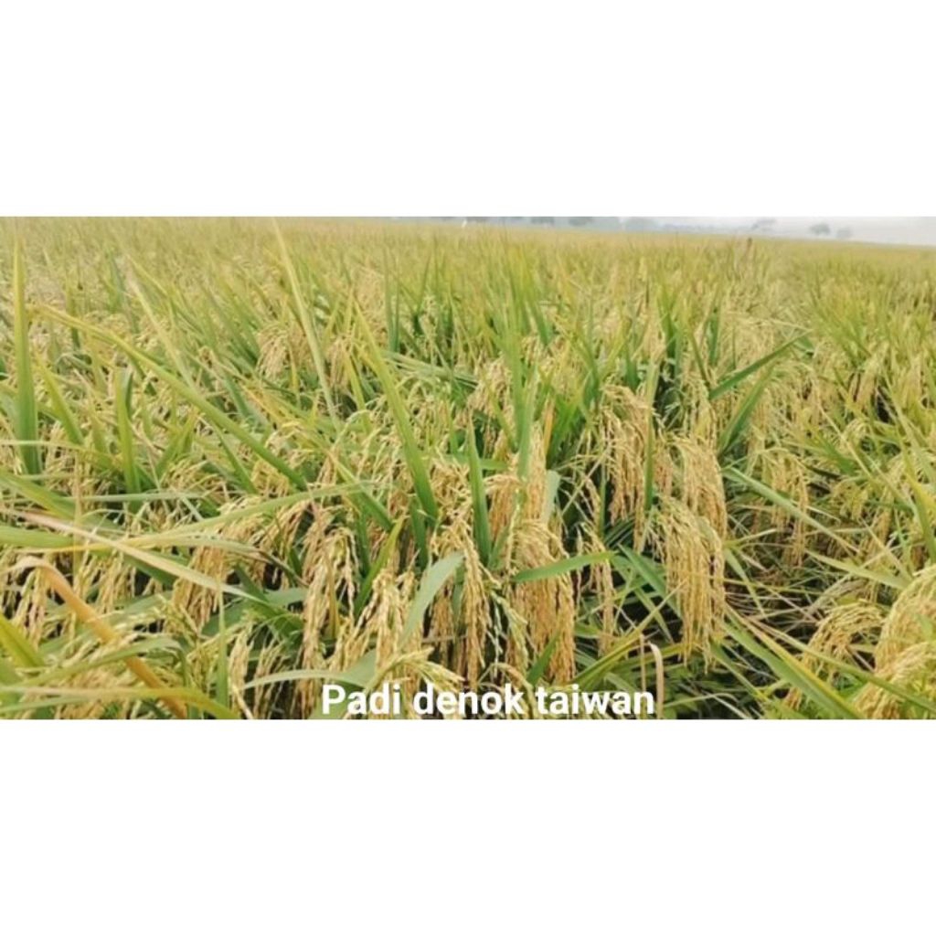 BENIH PADI UNGGUL DENOK TAIWAN 5KG