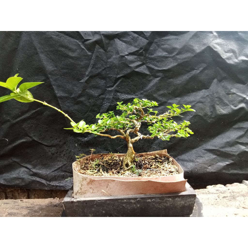 bahan Bonsai Sancang mame