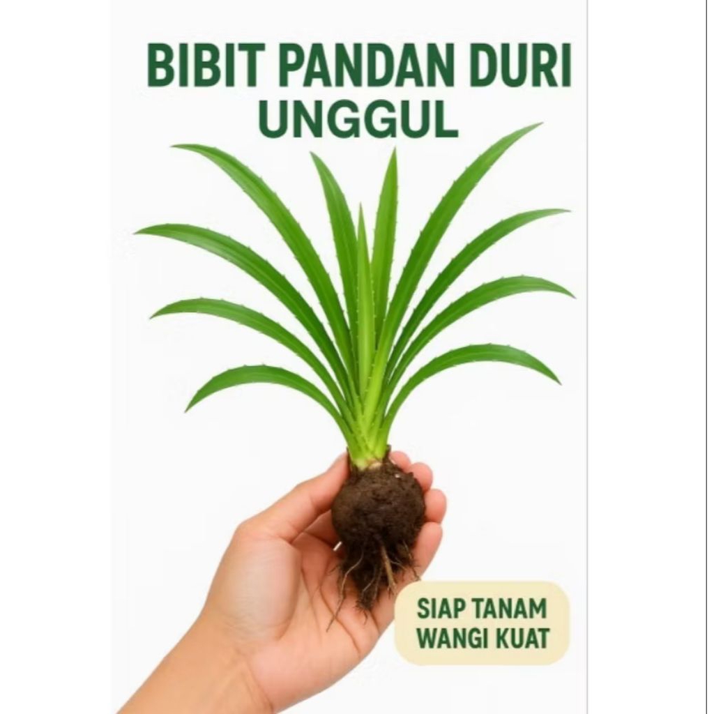 Pohon pandan duri / pandan laut bibit pandan laut bahan samak / tikar