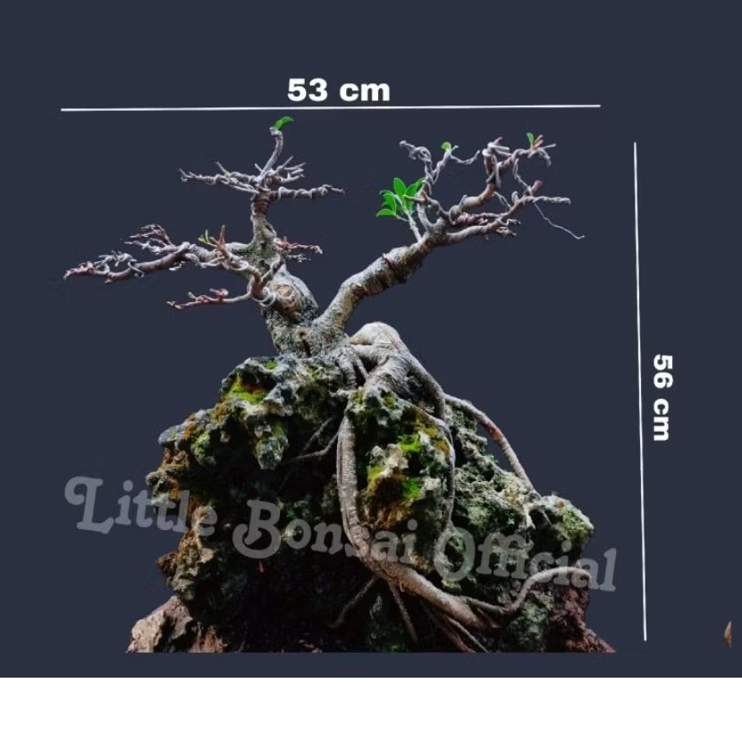 Bonsai Ficus Kimeng / Beringin OTR Medium