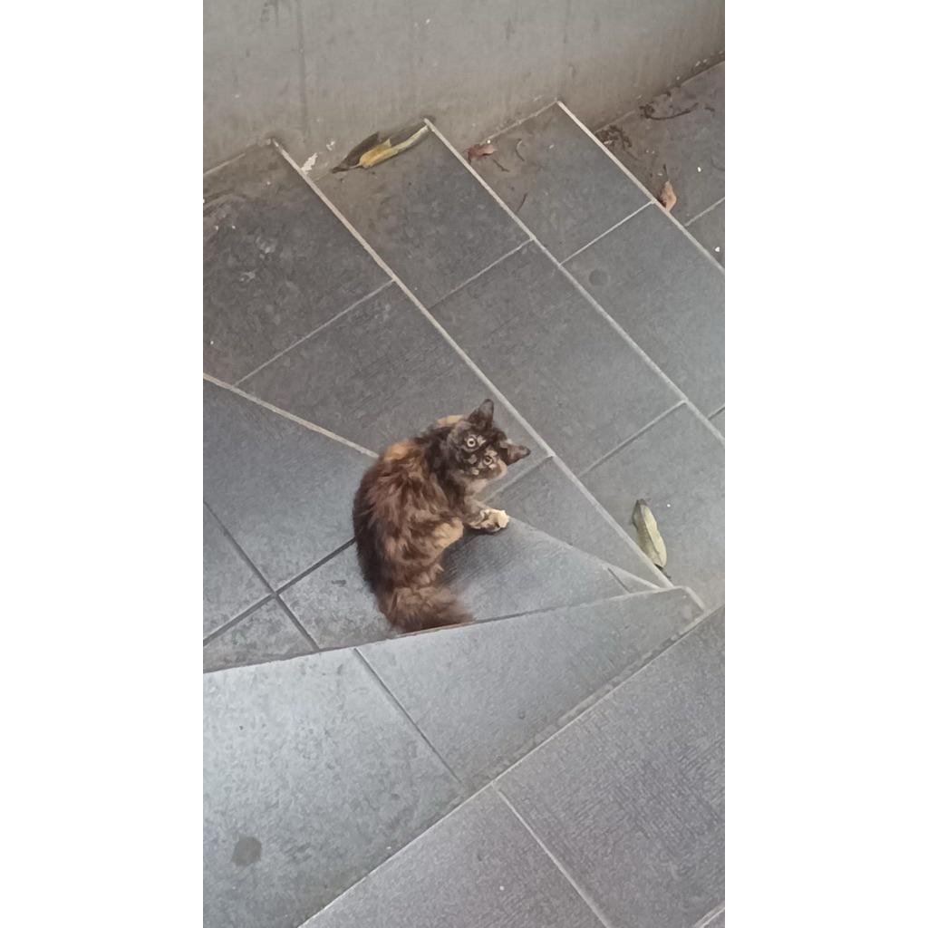 baju guru merah bata araanz