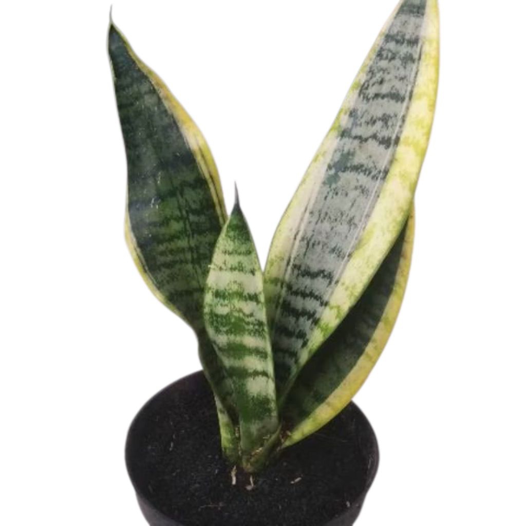 Tanaman sensivera superba