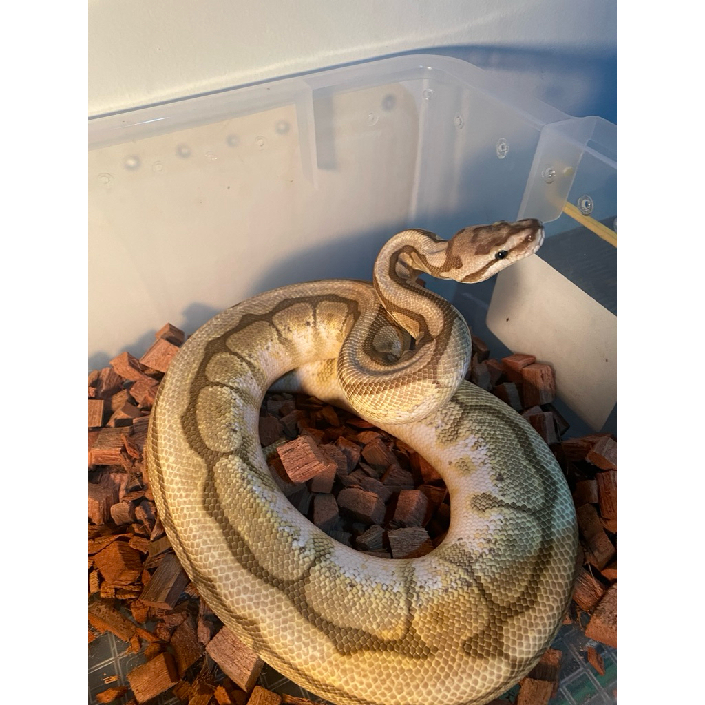 BALL PYTHON QUEEN BEE HET PIED PROVEN BOBOT 1,9KG SIAP BRED