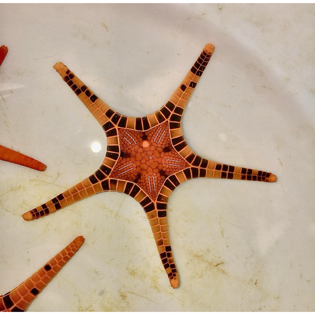 ikan hias laut bintang laut india / deepwater seastar