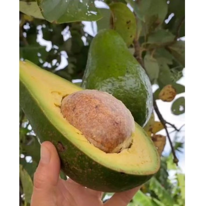 bibit alpukat subang/kelud, hasil OKULASI tinggi 1 meter