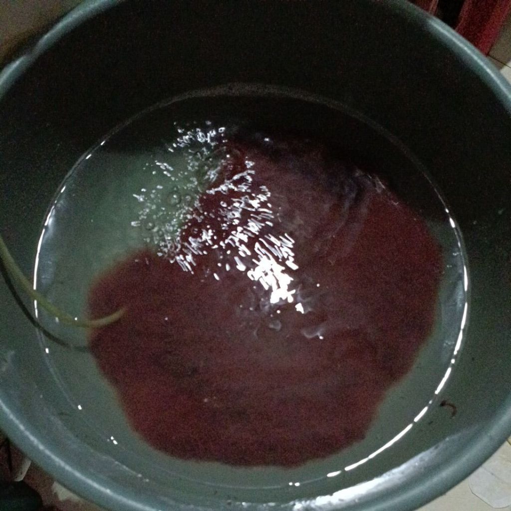 cacing sutra 500ml atau 1/2 liter