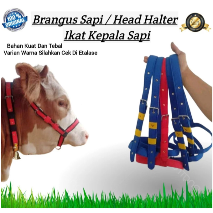 HALTER SAPI (ORI) / IKAT KEPALA SAPI / BRANGUS SAPI / BRACOK / BRONGSONG / TALI SAPI