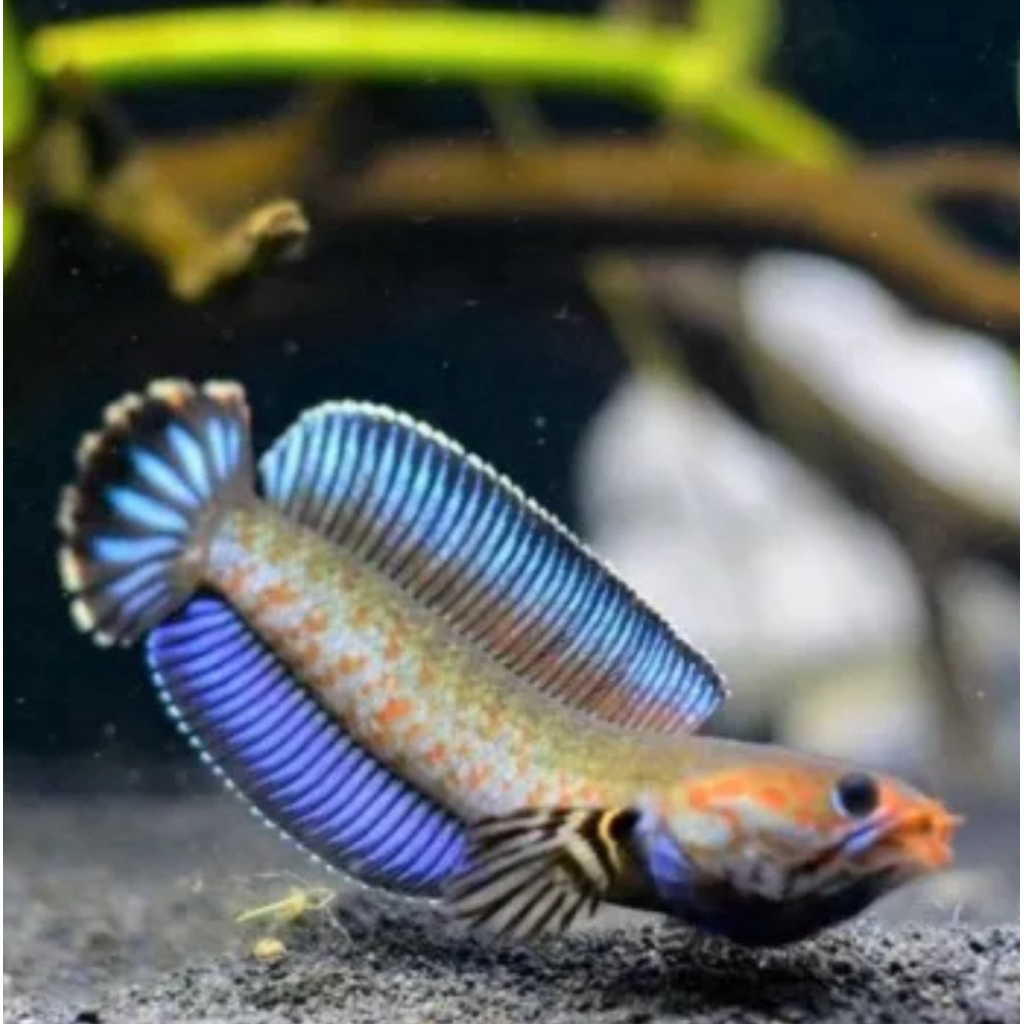 chana andrao 5-7cm bahan kontesan