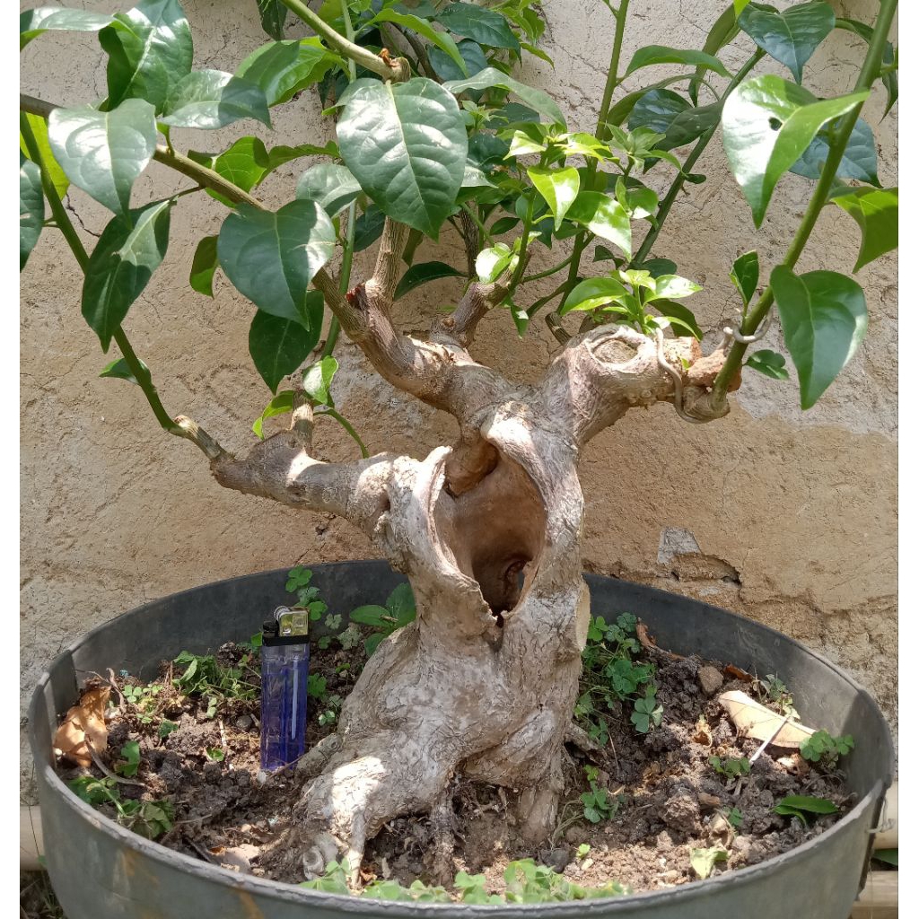 bonsai Bougenville