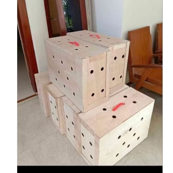 box pengiriman / box ayam bangkok.