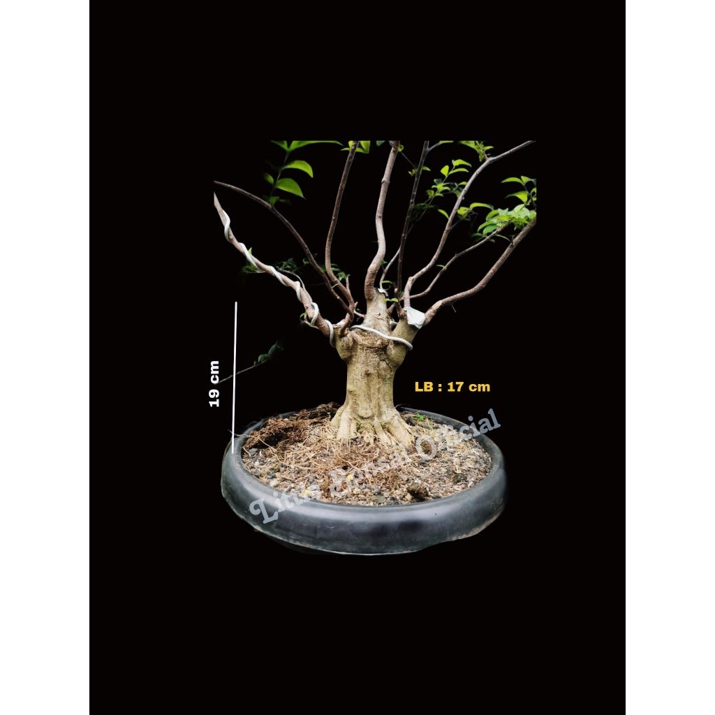 Bonsai Anting Putri / Anput Small