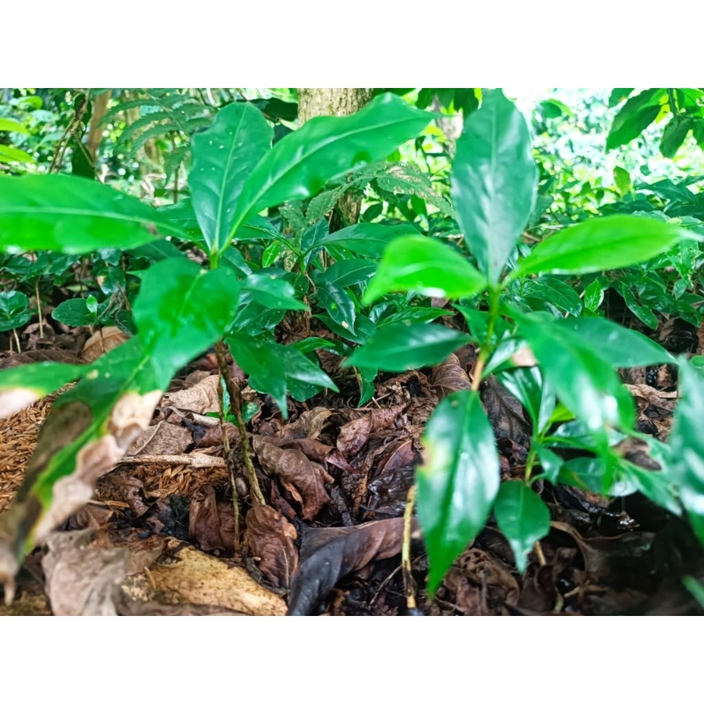 (paket 20 batang) bibit kopi arabika ateng asli kaki gunung papandayan