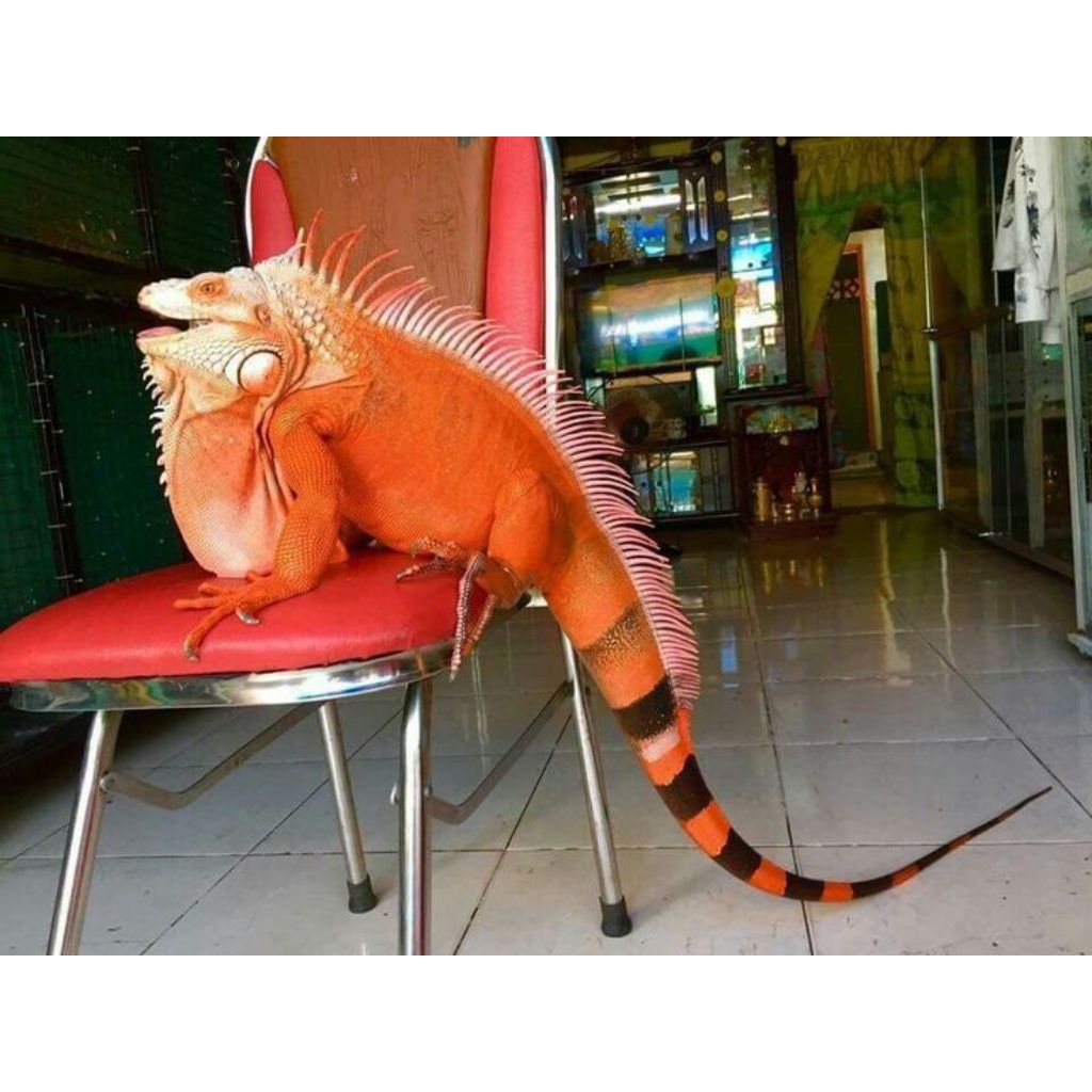 pakan iguana Juve/ pakan iguana super red Juve/ makanan iguana Juve super red/ pelet iguana super re