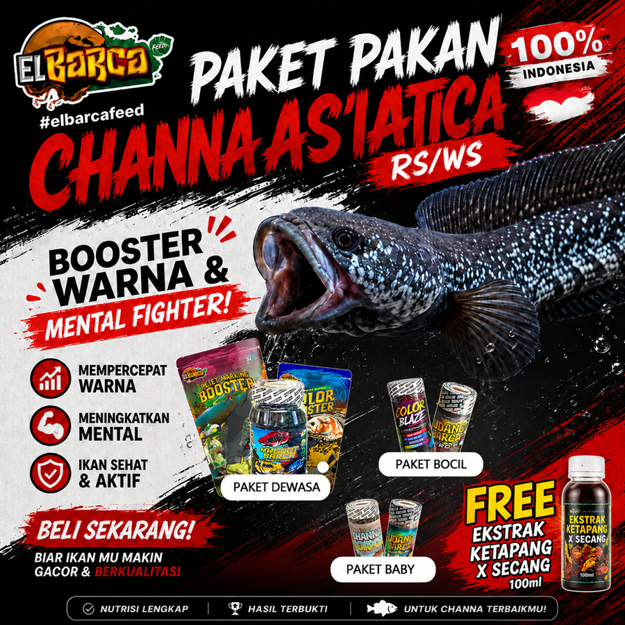 PAKET PAKAN CHANNA ASIATICA RS dan WS (Body Mutiara Shining, Full Dot) Free Sticker Channa