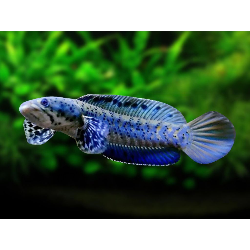 HIASAN AQUARIUM BABY CHANA ORNA YELLOW LIPS MENTAL BAR-BAR 5-8 cm 100% GARANSI