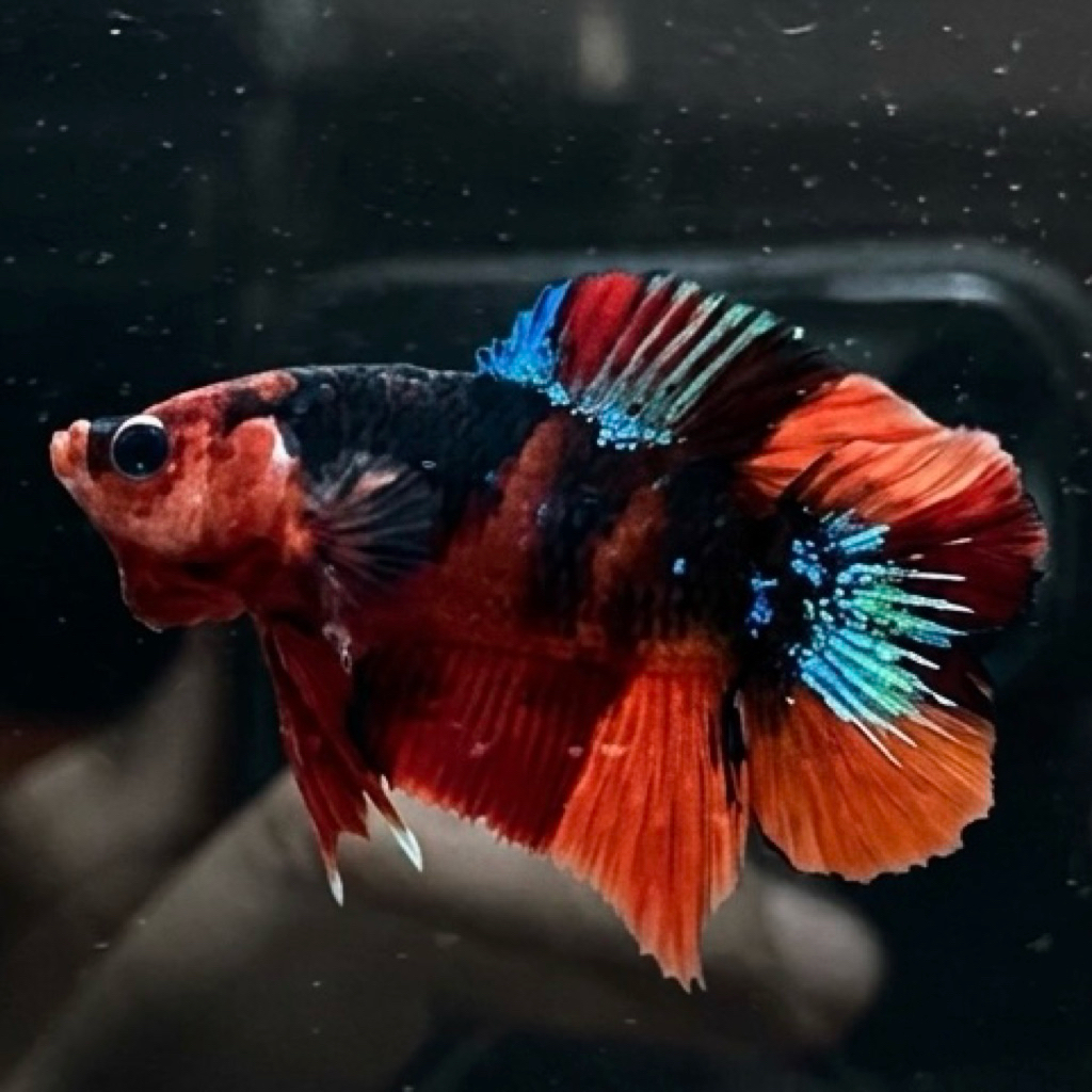 CUPANG / BETTA PKDT NEMO MULTI (REAL PIC)