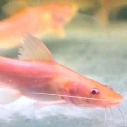 BAUNG ALBINO UKURAN 13-14 CM