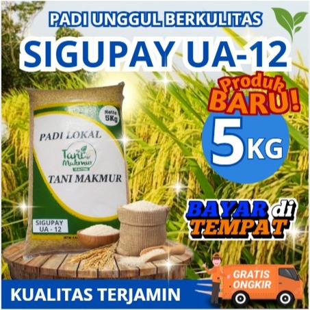 BENIH PADI UNGGUL SIGUPAI UA 12 5KG