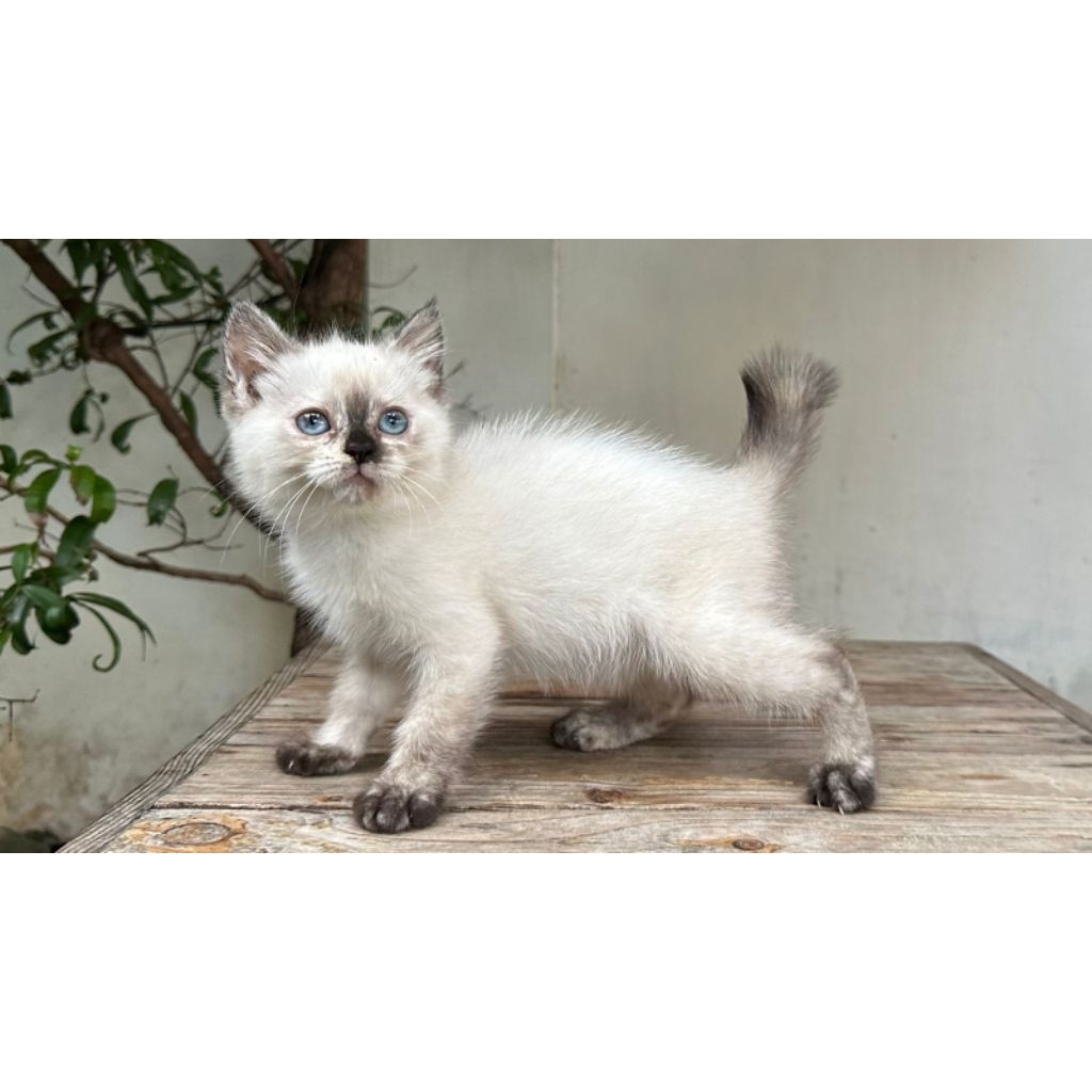 KUCING HIMALAYA BETINA 3 BULAN SEALPOINT
