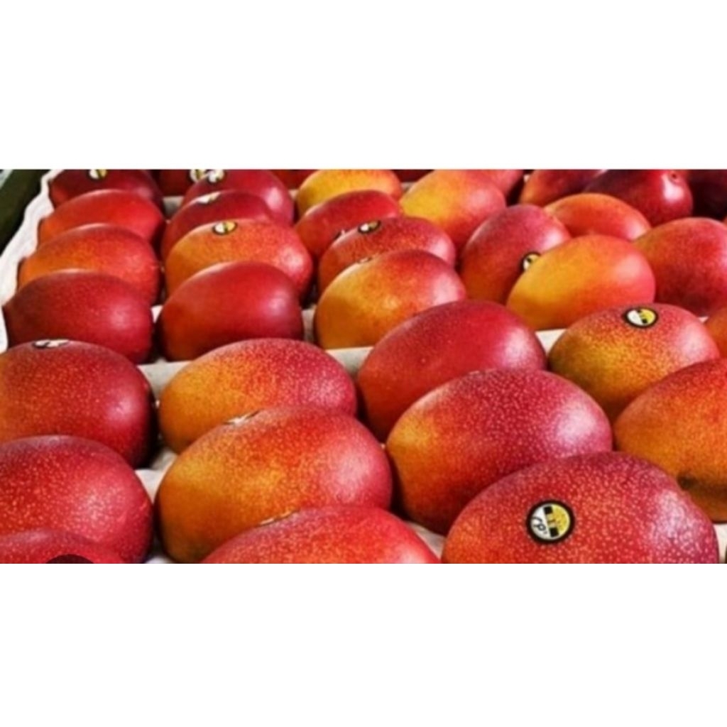 entres mangga jenis miyazaki