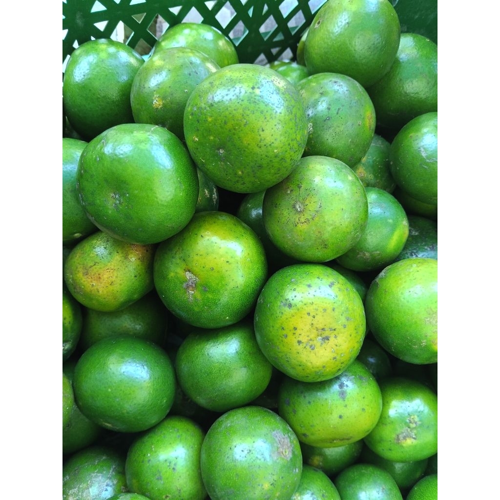 jeruk peras 1kg asli semboro