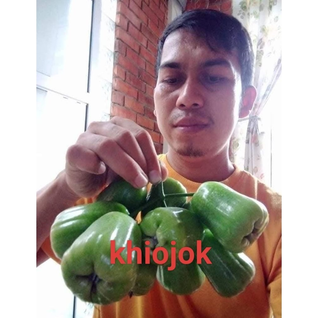 bibit tanaman jambu air khiojok