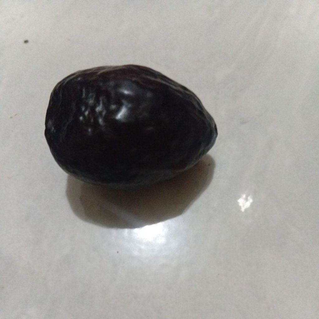 muncang adu jj jayanti Jawa super