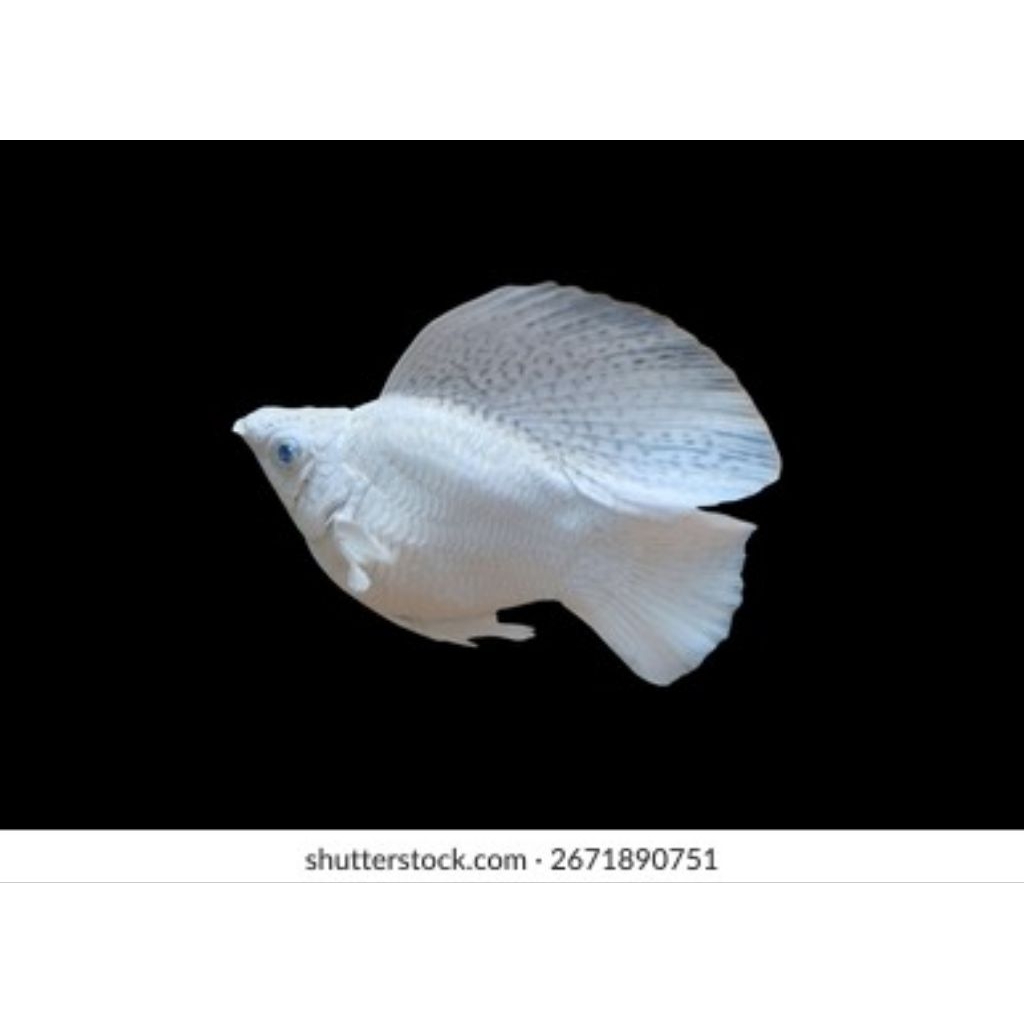 molly balon platinum roundtail