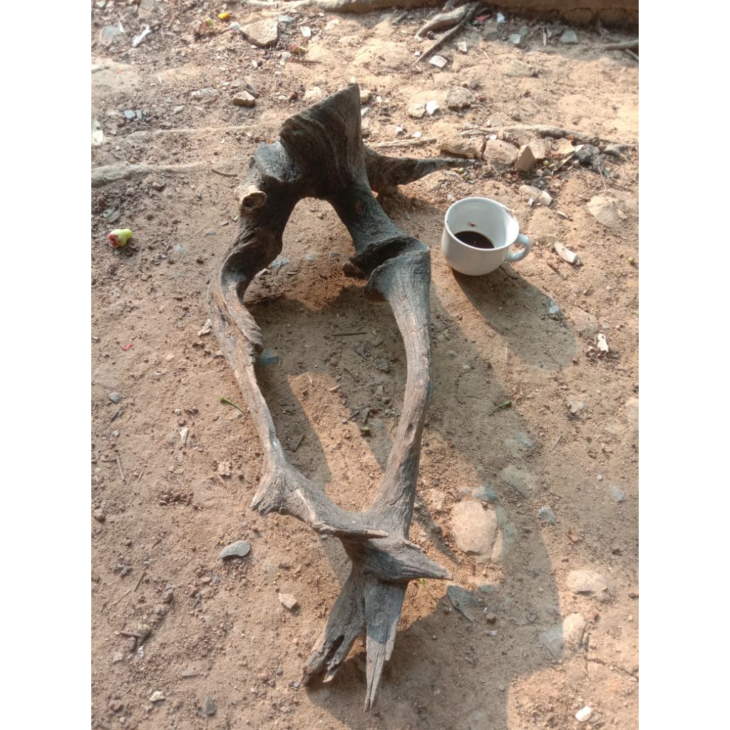 Akar Mimang asli natural