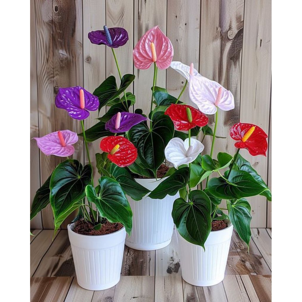Tanaman Hias Anthurium Mickey Mouse Pink Sweetheart - Anthurium Mickey Mouse Unggu - Anthurium Micke