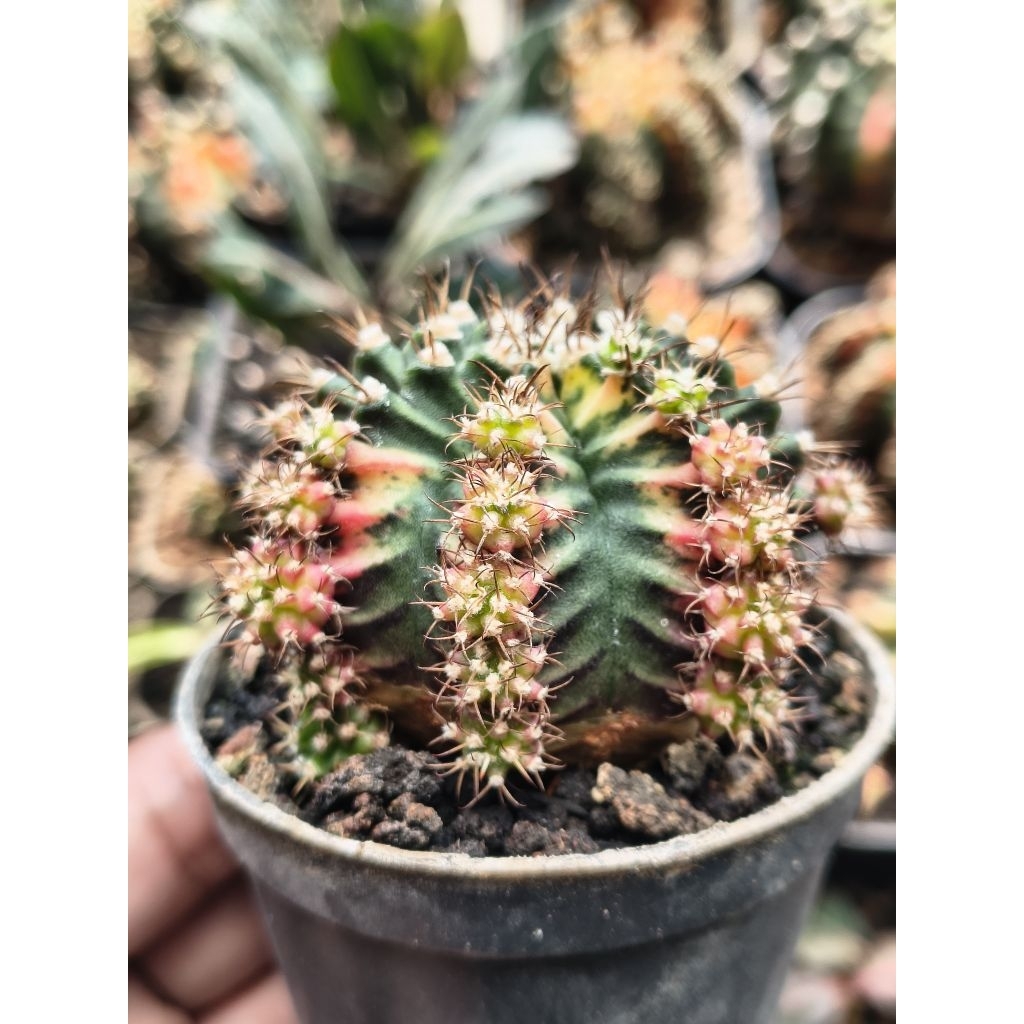 Kaktus Gymno Miha Multicolour