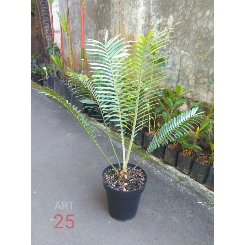 Encephalartos Sclavoi Blue | Sikas Ence | Real Picture