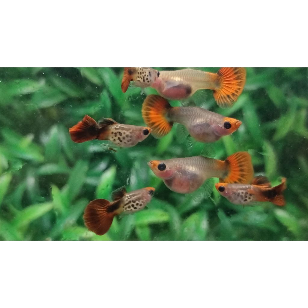 Parfum guppy ss red koi gb sb
